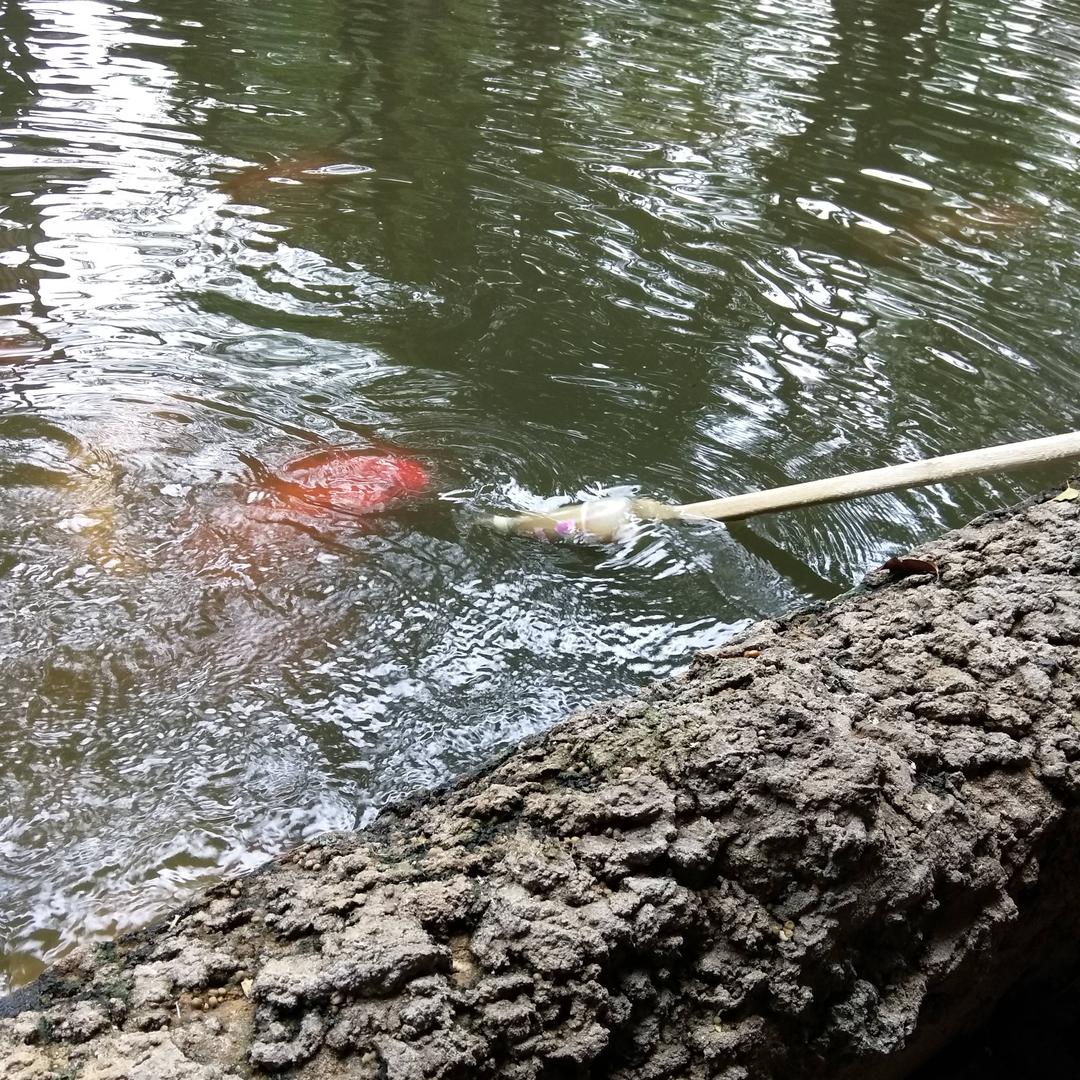 深圳景点捕行者