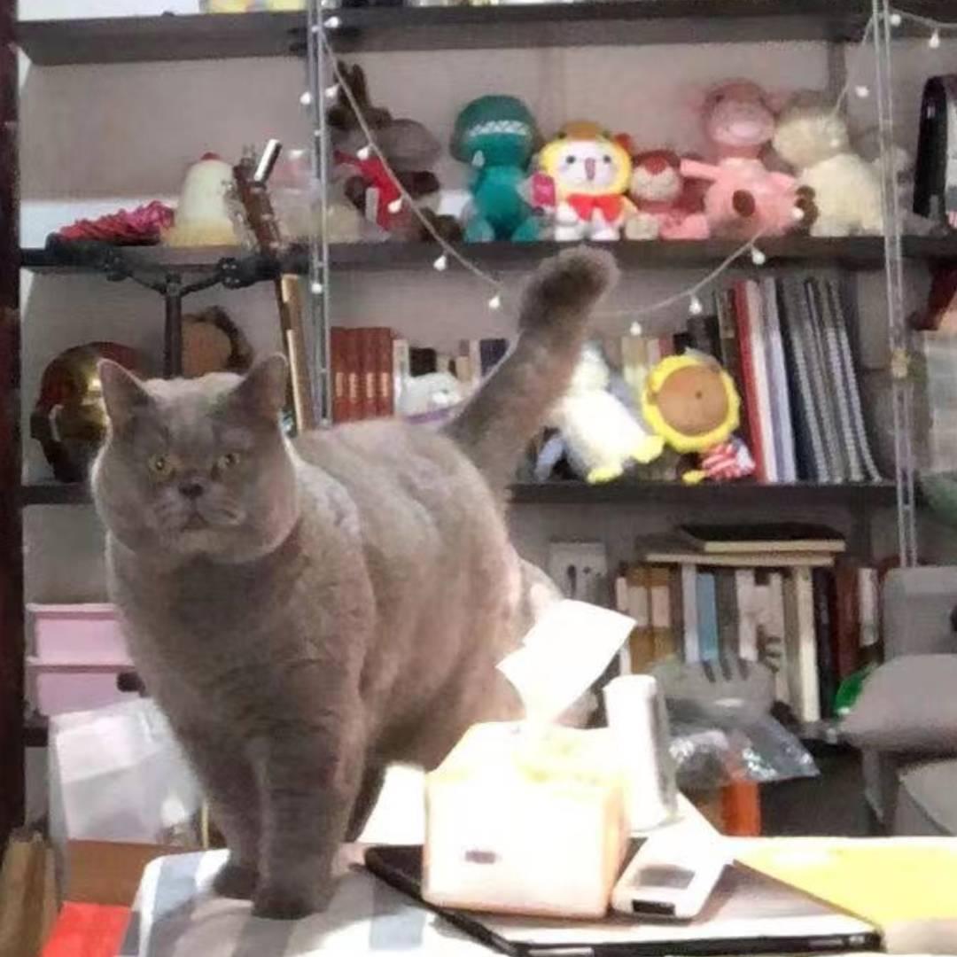 🐯天猫精灵🦁