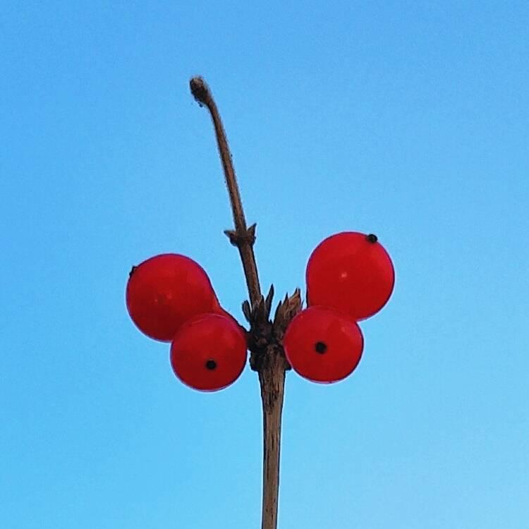 夏天夏天