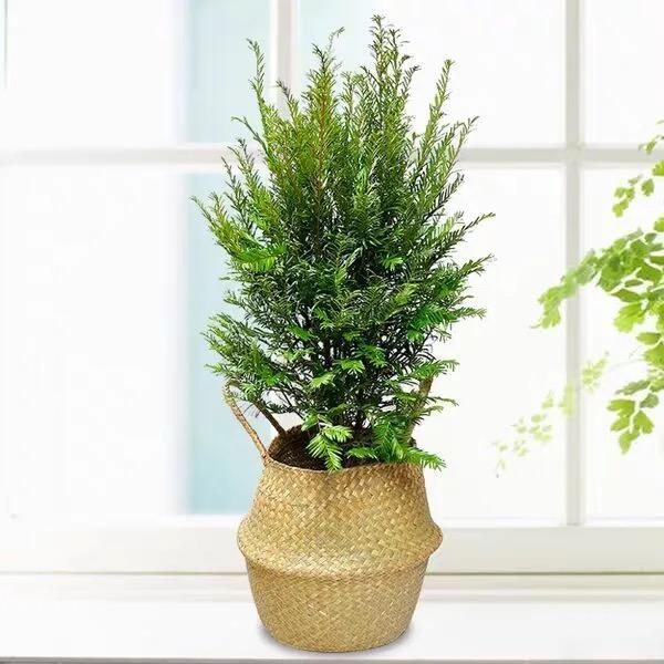 月月花卉绿植