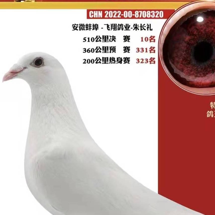 安徽飞翔鸽舍