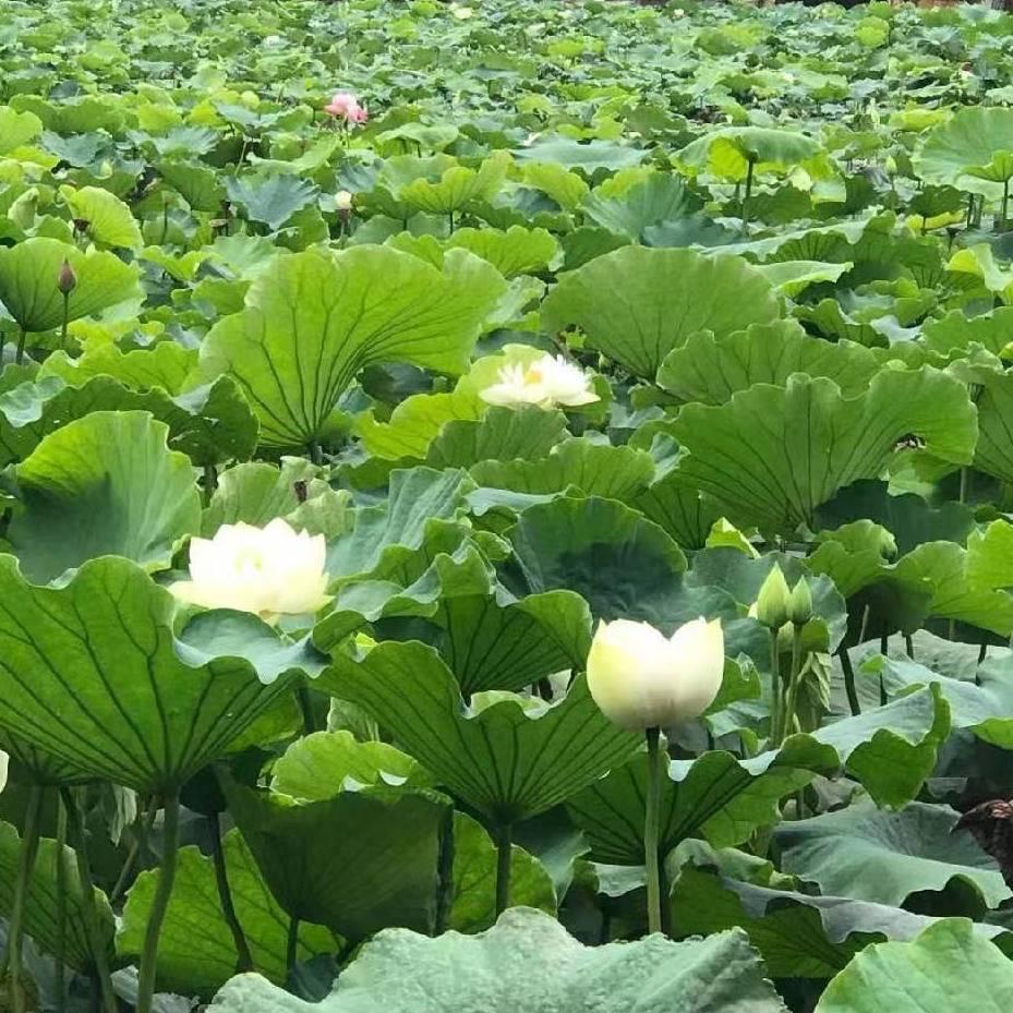 梦之梦