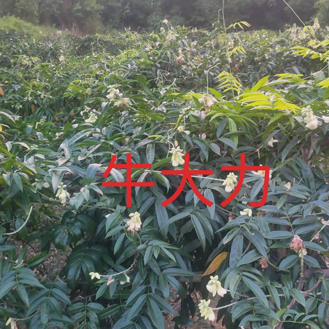 纯正牛大力  中草药