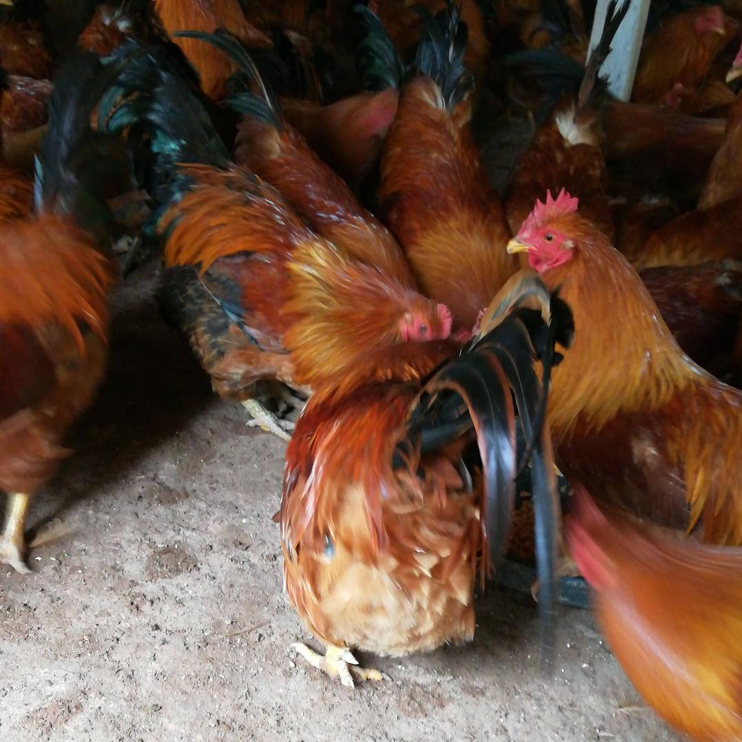 黄氏生态土鸡🐔