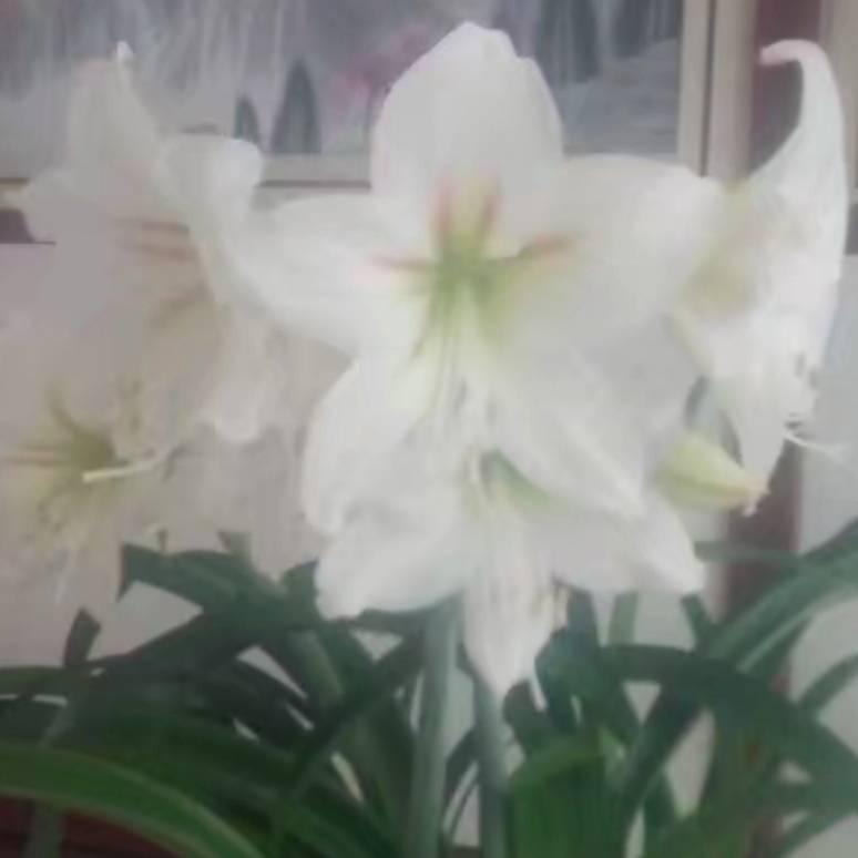 ღ᭄ꦿ陌颜ꕥ᭄ꦿ