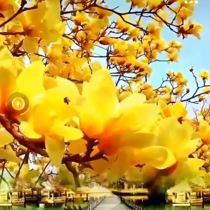 貌美如花