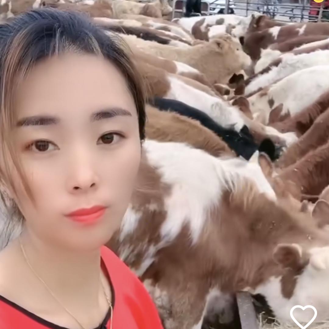 航帆牧业养牛场