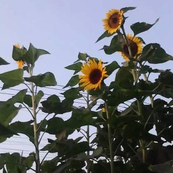 阳光美妪🌻