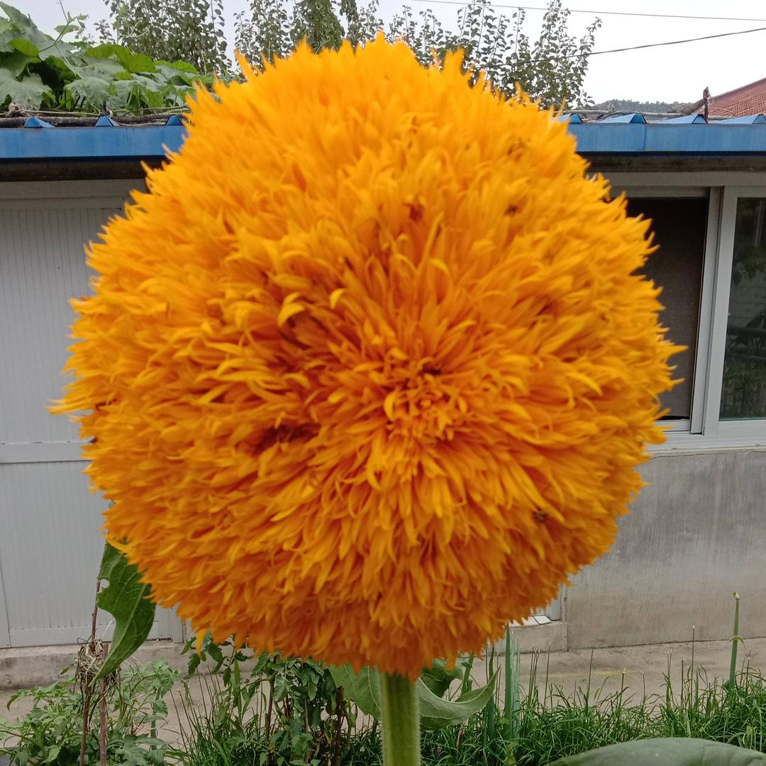 爱花的人@