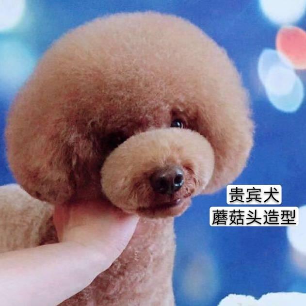 豆豆的日常