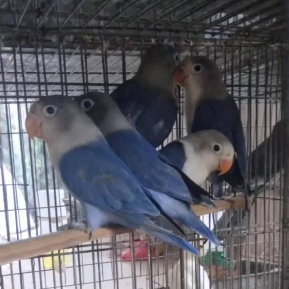 鹦鹉养殖的香儿