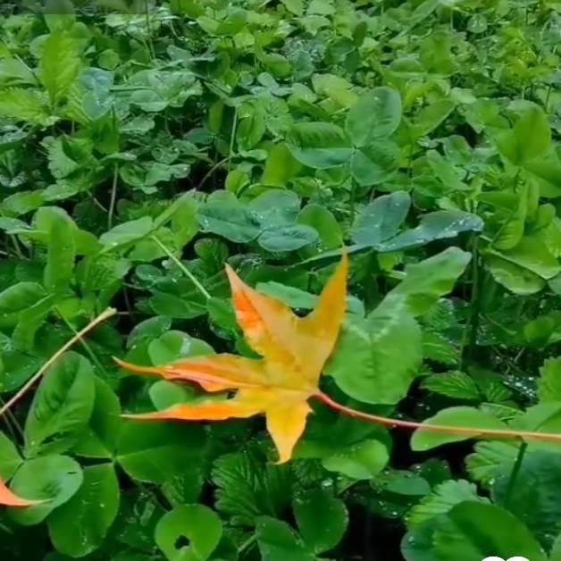 山间小溪🌵
