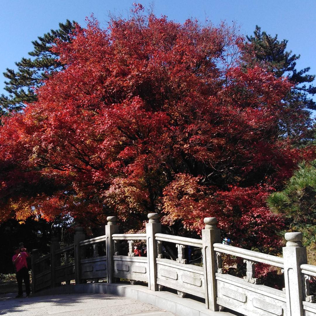 缘份6099