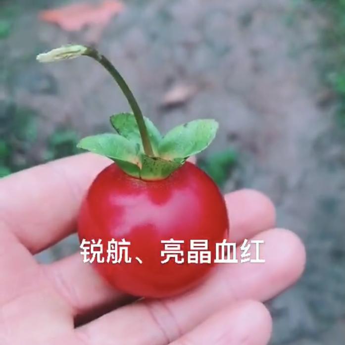 锐航（金弹子盆艺）