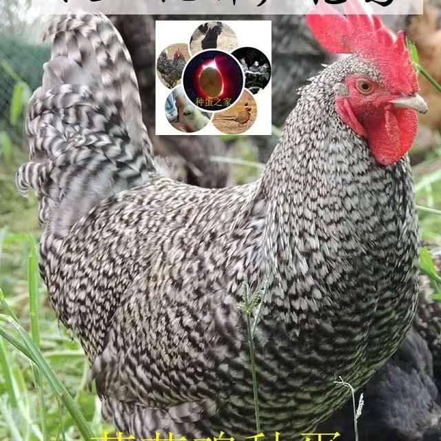 军嫂家禽养殖