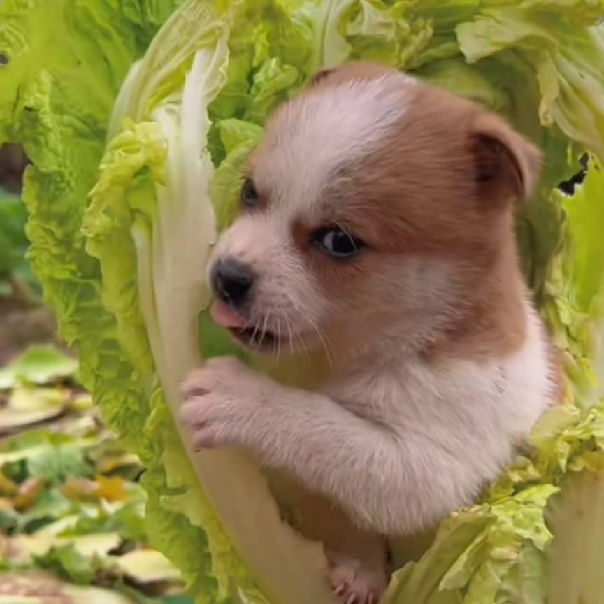 恩赐没看看