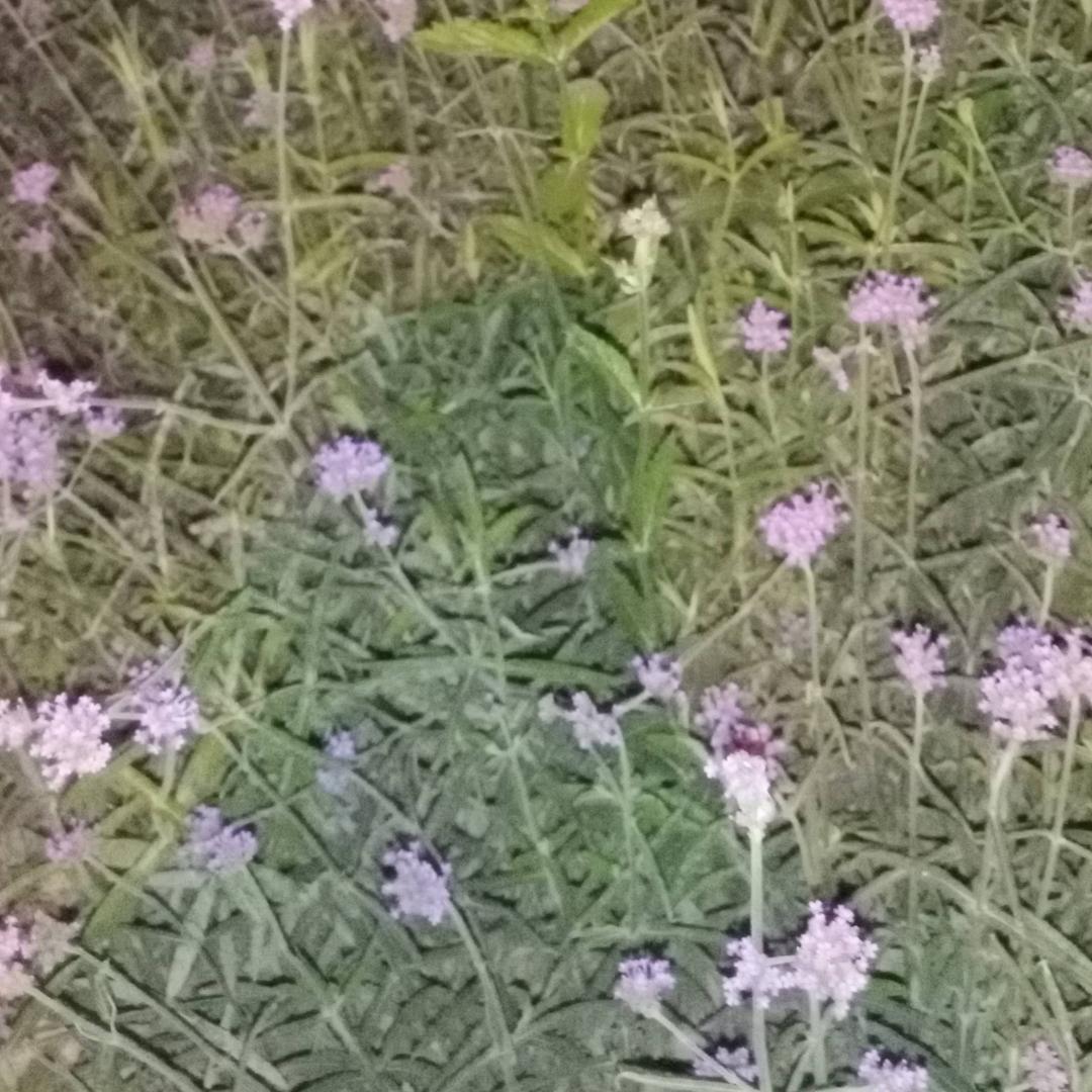 ༺࿈এ᭄“奶油苏打贩卖机ꦿృ༊