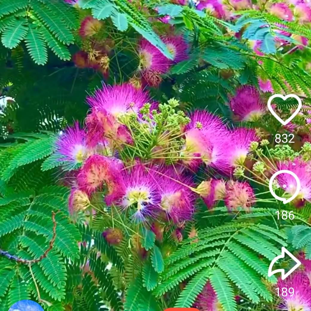 红红火火789勿连赞