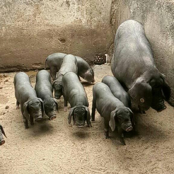 原种高产大太湖母猪