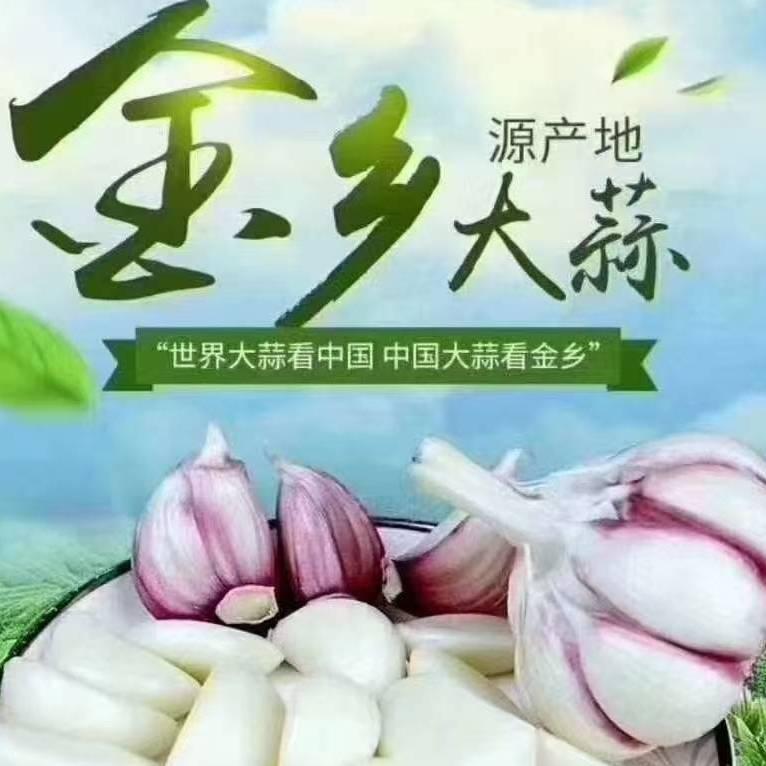 金乡大蒜  致鑫农贸