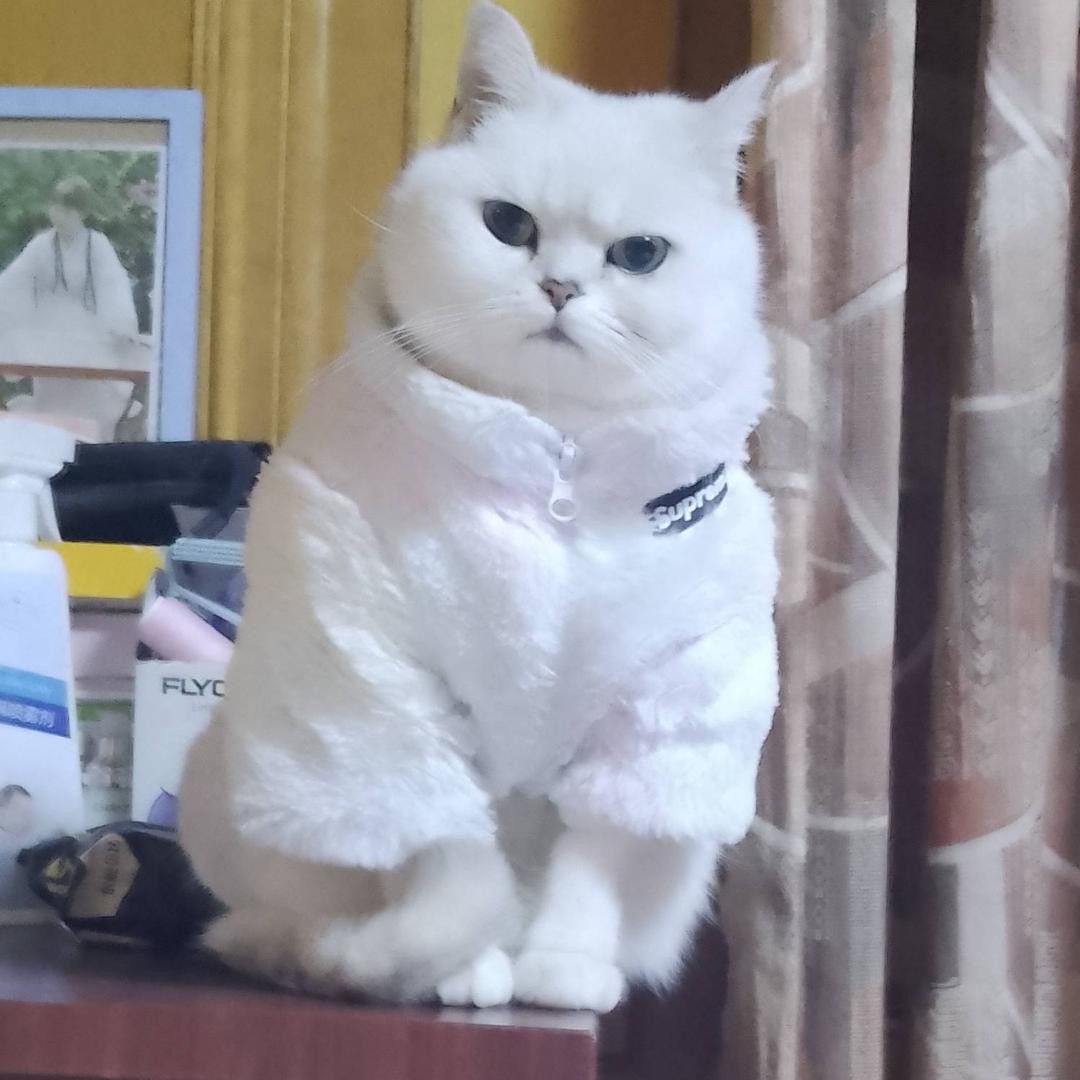 贞仙头像