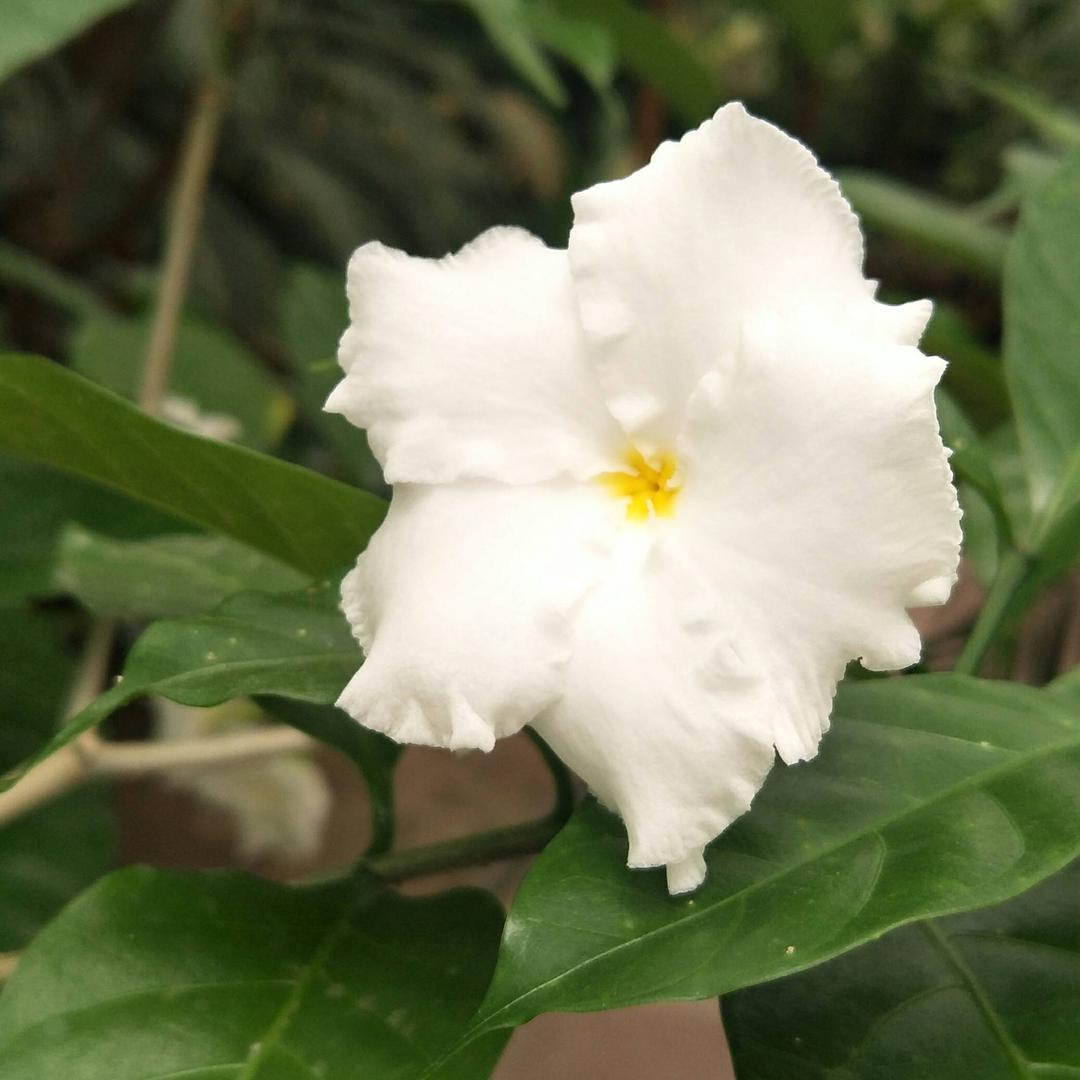 飘渺