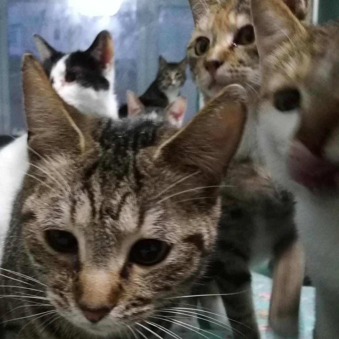 猫咪日记