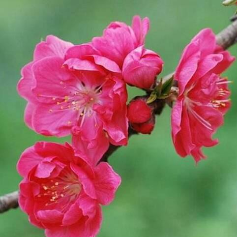 人面桃花