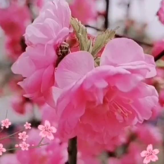 阳扬奶奶.
