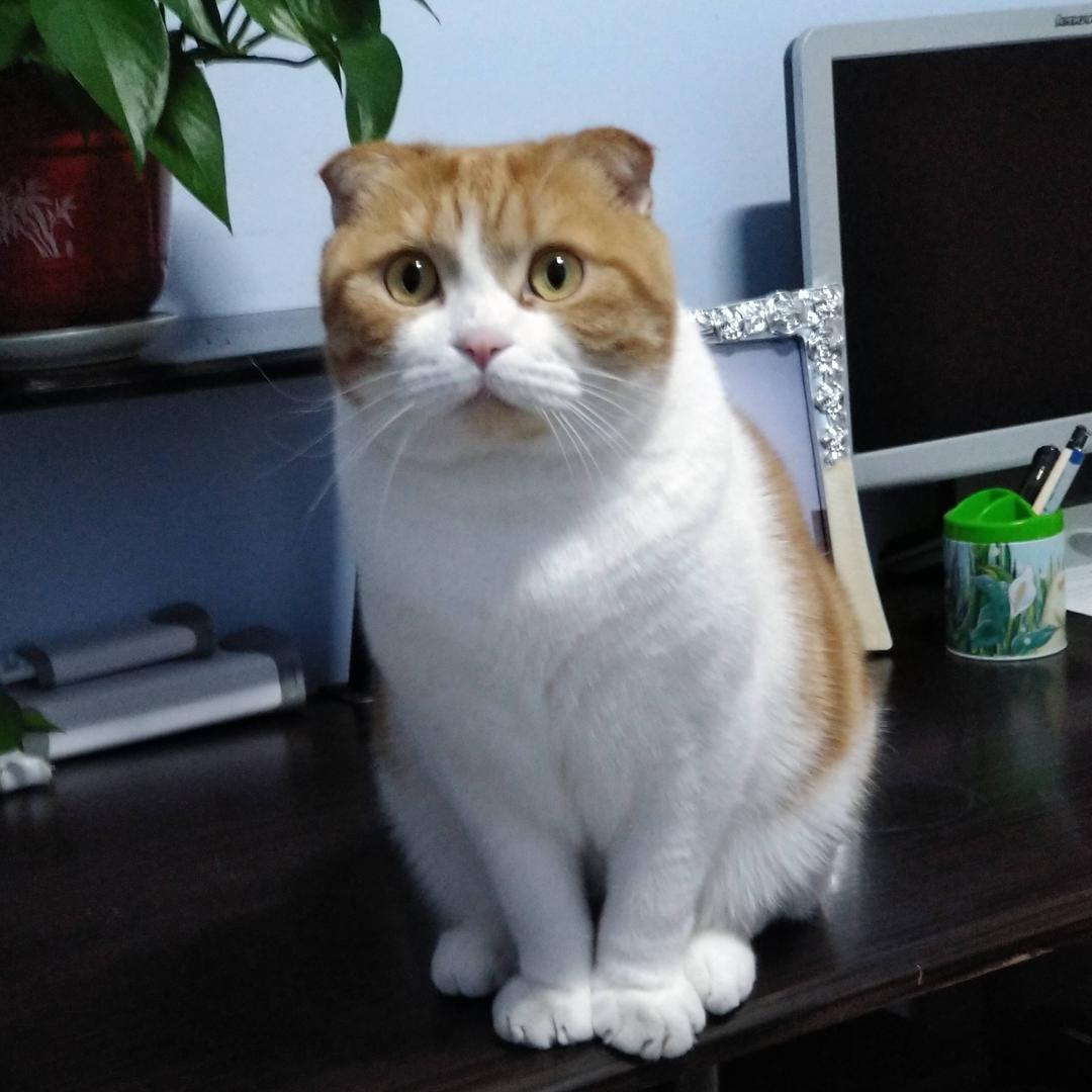 团团猫园园