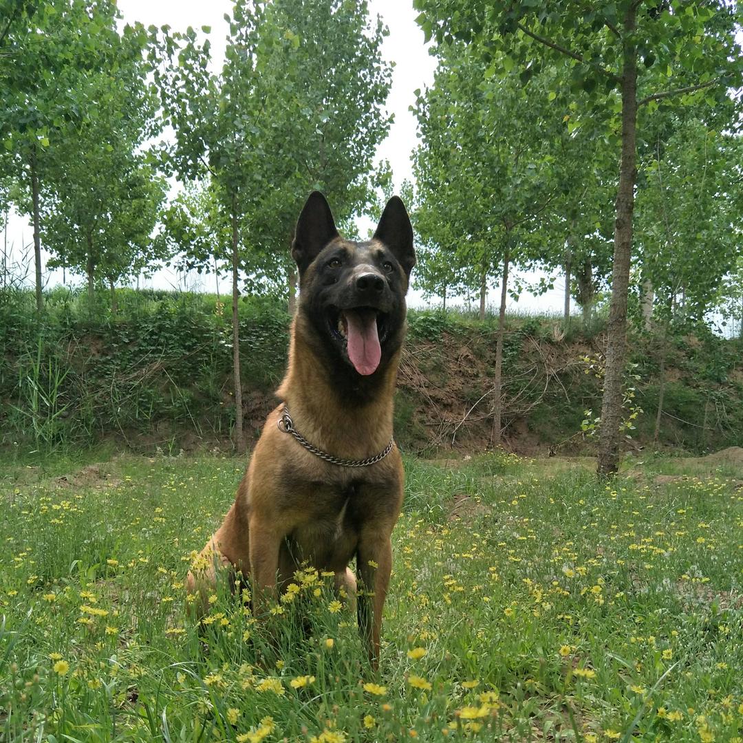 辉腾马犬训犬