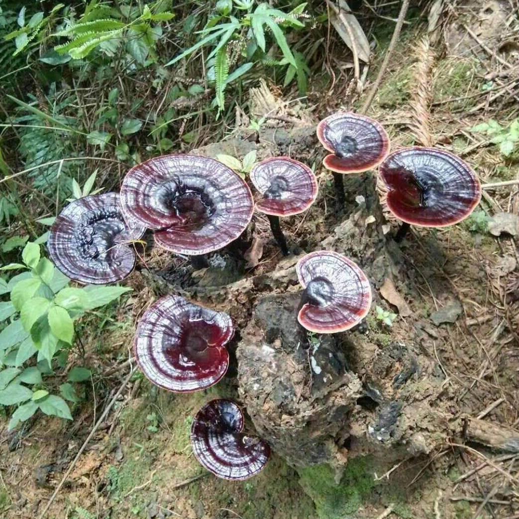 苗家《吴红高》本草