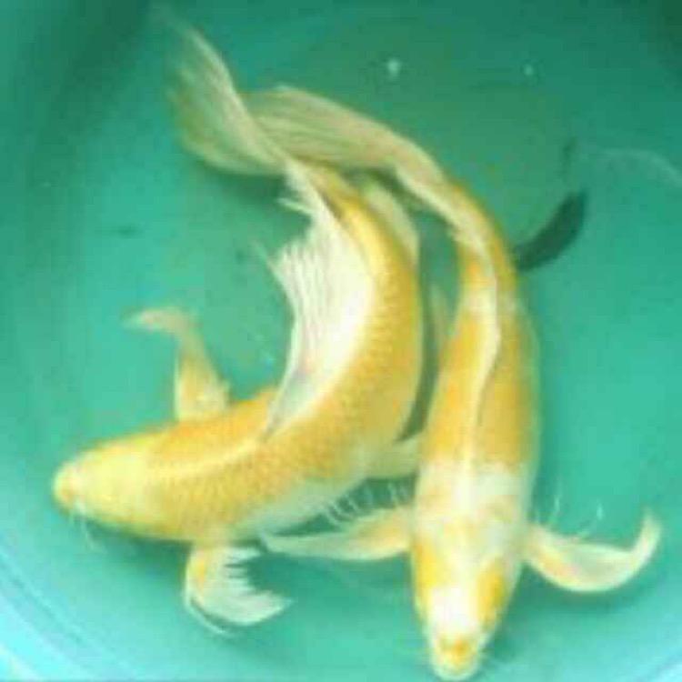 辽阳锦鲤