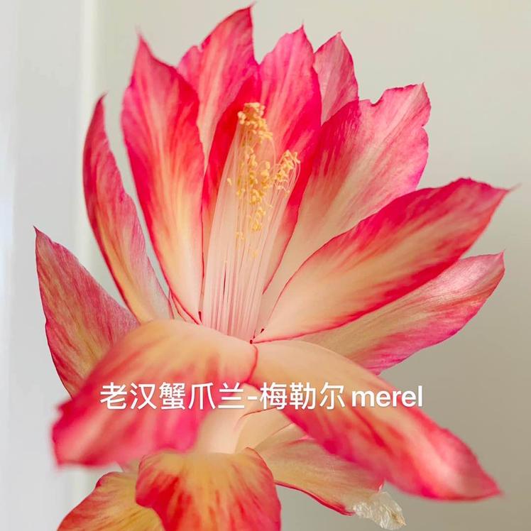 老汉蟹爪兰