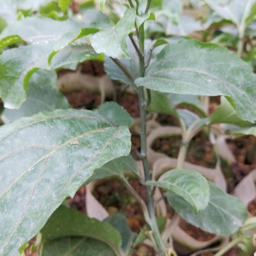 黄金百香果苗8098