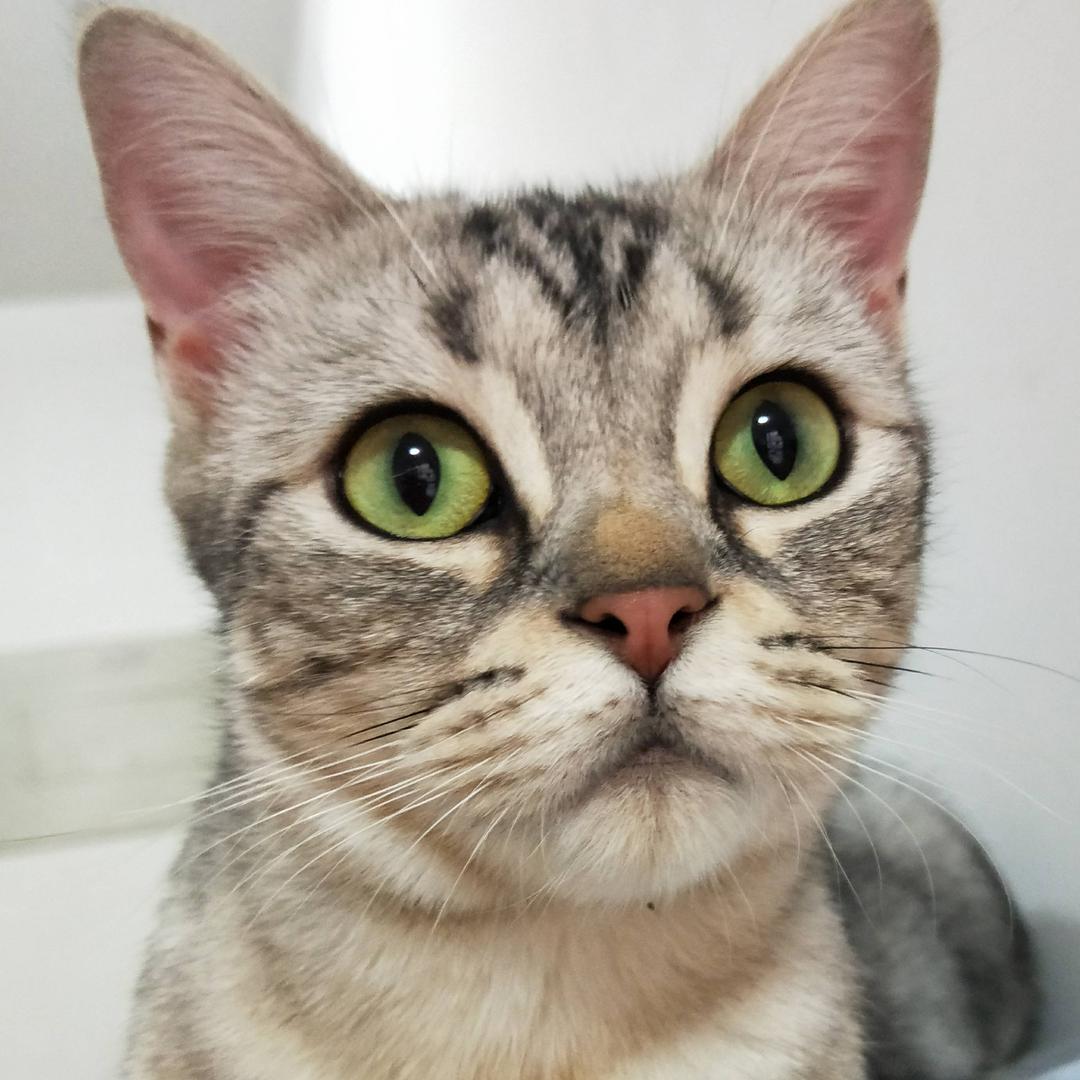 张姐家的猫