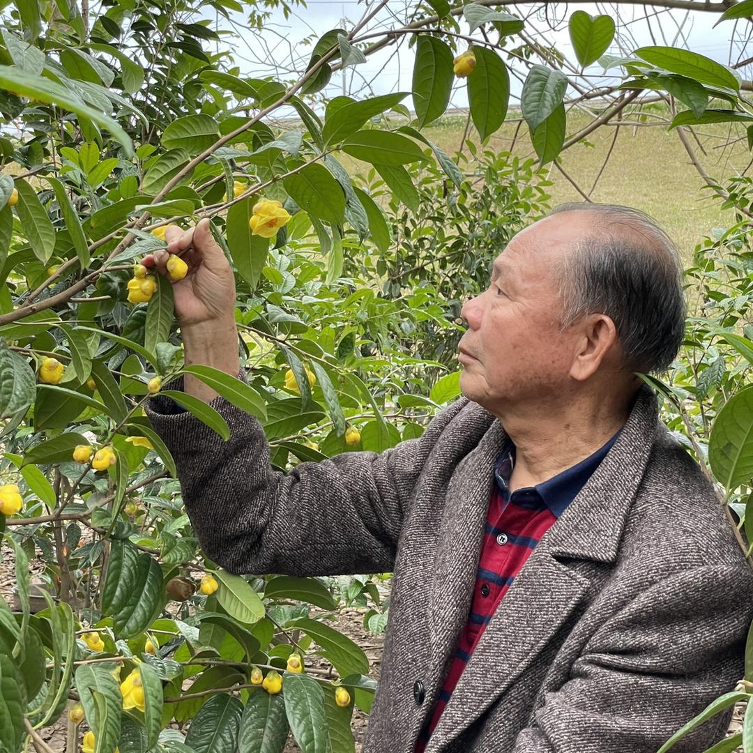 金花老人