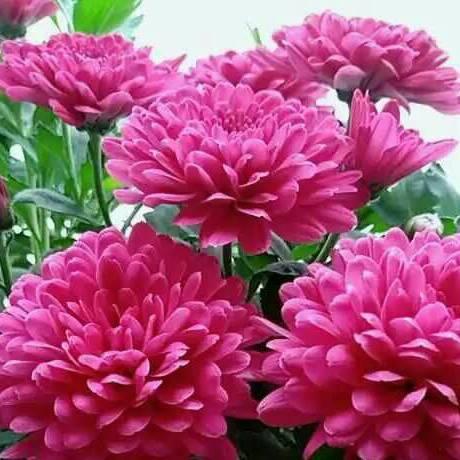 花开🌹富贵