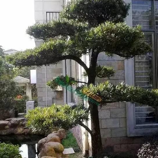 英雄本色