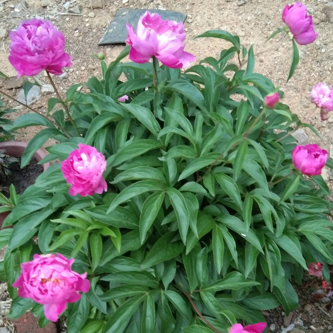 玲姐👾👾👾👾