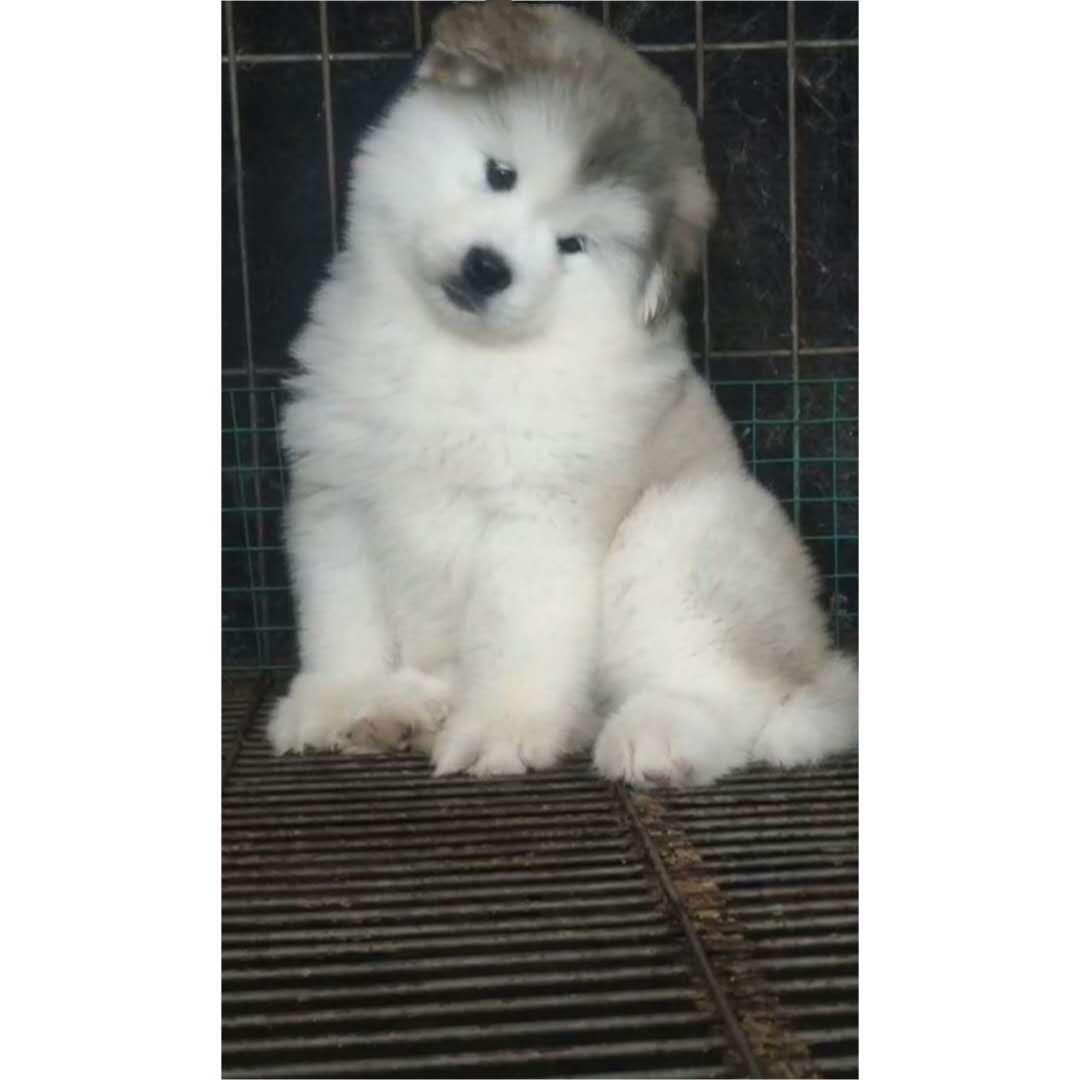 鞍山恩强犬业精品阿拉