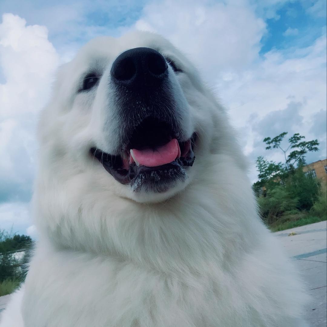大白熊￣牛奶