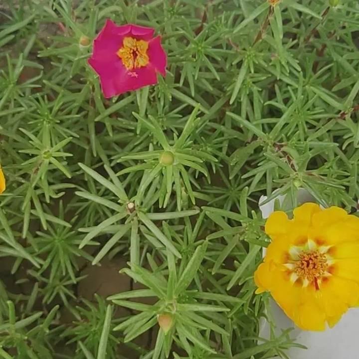 短暂