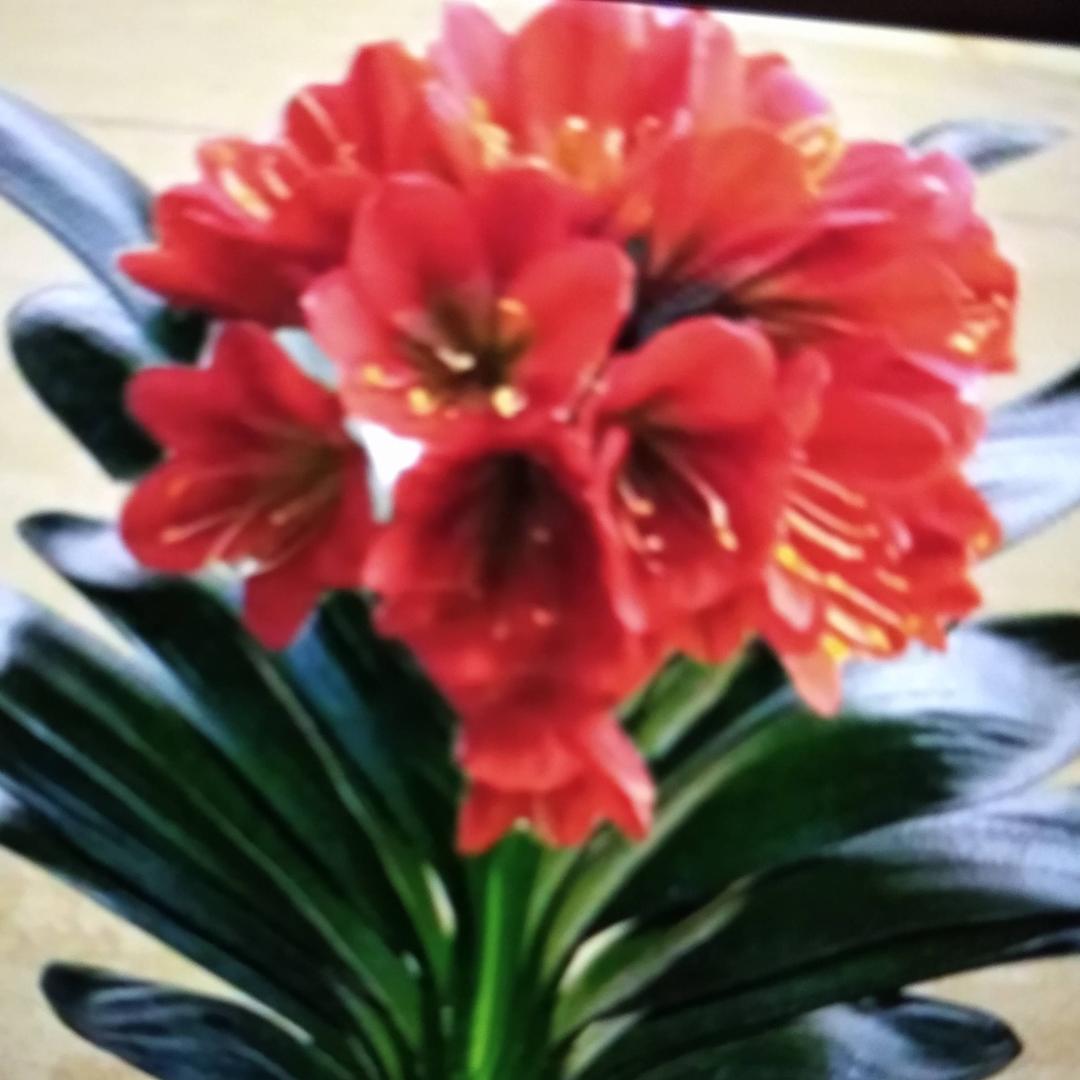 那是梦