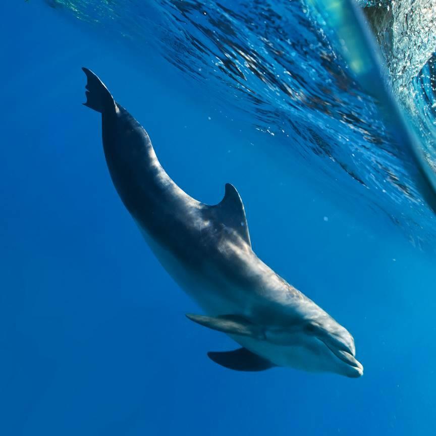海豚🐬