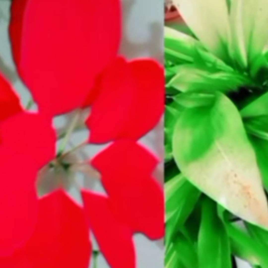 铁单公主