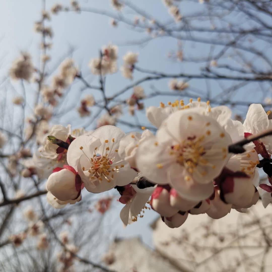 景色