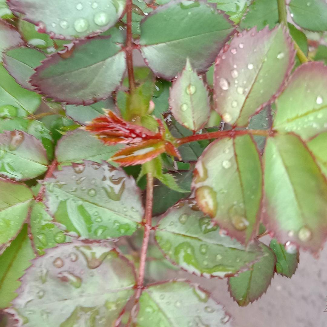 爱吃青菜的小兔子
