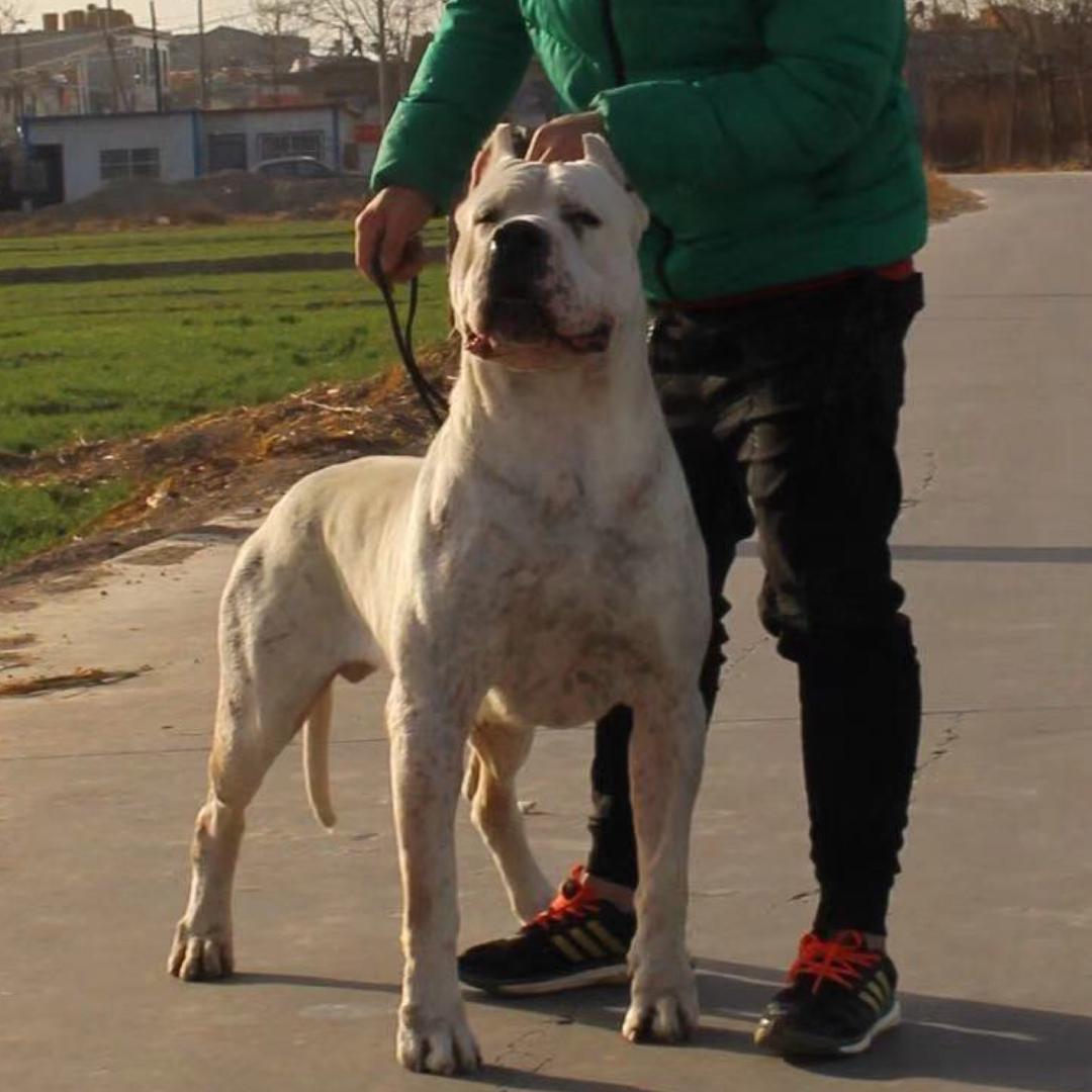 吕氏猛犬杜高干🐗