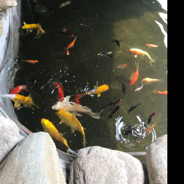 我没米但有余